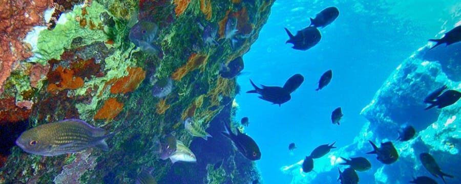 You are currently viewing Mykonos Snorkeling Boat Tour for Private Days